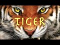 Vidi - Tiger (Original Mix)