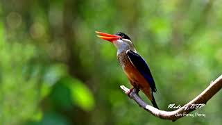 黑頭翡翠/Black-capped Kingfisher