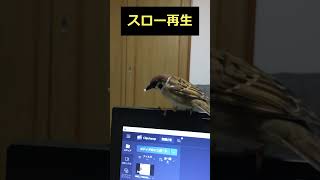 雀　嘴にご飯付いちゃったよ　#shorts #bird