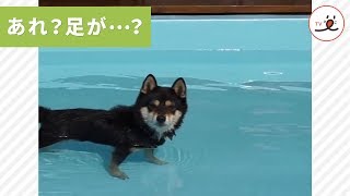 浅いプールで安心！楽しく泳ぐ柴犬 ♡ 【PECO TV】