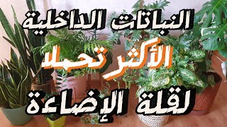 تسع نباتات داخلية تتحمل الإضاءة الضعيفة داخل البيت كما أنها سهلة العناية ومناسبة للمبتدئين