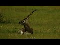 jayamangali blackbuck conservation reserve maidenahalli travel guide see description