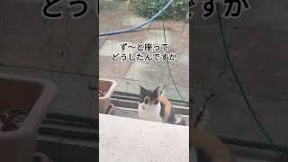 おはようございます挨拶に来た三毛猫#野良猫#straycat #rescuecats