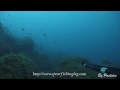 spearfishing awesome shot on a big striped seabream pescasub hd