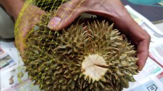 How to open Durian without cutting