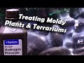 Treating Mold Issues || #TerrariumTuesday