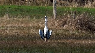 Wandelen, Provinciaal Groendomein Vrieselhof en Fort van Oelegem