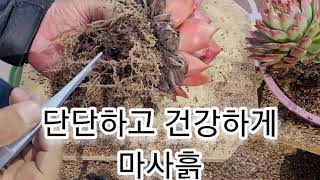 난석 마사흙 뿌리 내리는 상태 확인