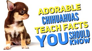 Chihuahua Facts For Kids | Chihuahua Facts You Need To Know