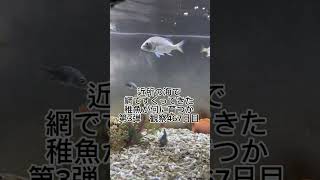 稚魚何に育つか成長記録 第3弾　467日目