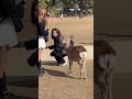 お辞儀をする鹿との不思議な出会い 奈良公園 4k vlog nara park deer 🦌 in japan