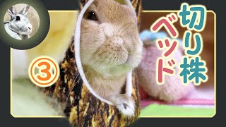 切り株ベッド🎄のさらにその後…、🐰中でまったりできたのか！？🐇【 ウサギのだいだい 】　2021年1月7日