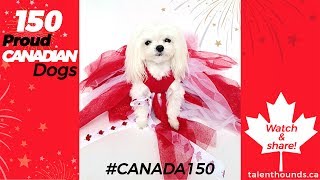 150 Proud Canadian Dogs for Canada Day