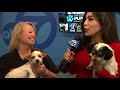 video peninsula humane society at abc7