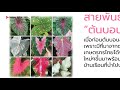 ฟังไว้.. คิดจะปลูกต้นบอนสี กับความเชื่อที่บอกต่อกันมา..บอนสี ราชินีใบไม้ nava diy