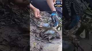 WTH #watch #shorts #viralvideo #shortvideo #video #foryou #wildlife #animals #meme