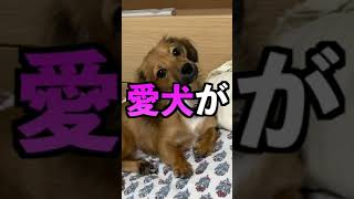 犬があなたに話しかけている行動 #shorts