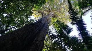 Field Recording: Amazon Rainforest, Evening.