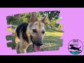 meet athena from dogs deserve better blue ridge