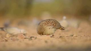 Grey francolin