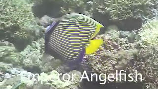 Tubbataha Reefs \