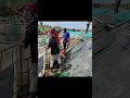 SHRIMP FARM HARVESTING | SHRIMP FARM | INDIANFISHERIES