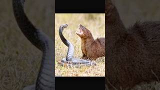 Black mamba snake vs mongoose 1 #shorts #shortvideo #animals #animallover #snake