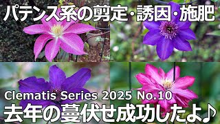 【クレマチスシリーズ 2025 No.10】パテンス系の剪定・誘因・施肥 | 八橋 | 彗星2号 | 早池峰 | マルチ・ブルー| 花炎 | ドクター・ラッペル