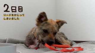 牧場に捨てられてた犬との生活２日目 -リードをかじってしまいました