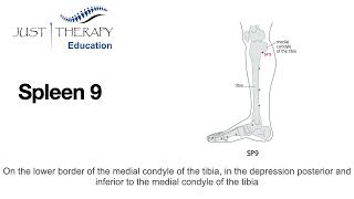 SP9 acupuncture point