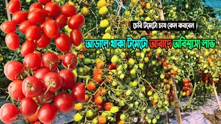 চেরি টমেটো চাষ পদ্ধতি । How to cultivate Cherry Tomato । ইতালির চেরি টমেটো চাষ। চেরি চাষের কিছু টিপস