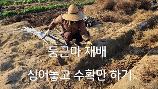 #둥근마 #애플마 텃밭에 재배하여 수학하기