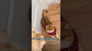 元宝:我不需要朋友！|||#话痨猫咪  #我家的宠物好可爱  #金渐层ny12