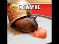 Snail eats a tomato piece on speed up