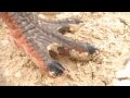 PREHISTORIC Episode 2- The Canyon