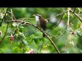 Schwarzschwanzsäbler / Sri Lanka Scimitar Babbler (Pomatorhinus melanurus)