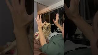 Man Shows His Dog a Magic Trick #cute #wow #youtubeshorts