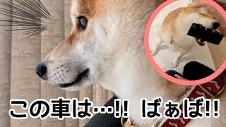 ばぁばキター!!車の確認から歓迎までの流れ♡柴犬こてつ君