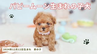 トイプードル 男の子 2024年12月12日生まれ パピームーンで生まれた男の子 レッドフォーン　ティーカップ～タイニーサイズ