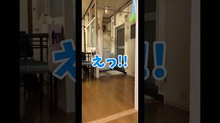 配信中、下りれにゃい筈の洗濯機に初めて下りた猫。　#shorts