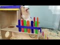 골든 햄스터 놀이터 만들기 hamster house diy 제이제이 튜브 jj tube