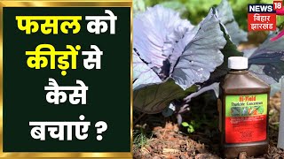 Agriculture News: फसलों में लगे कीड़ों को नियत्रित करने का सही उपाय क्या है? देखिये हमरी रिपोर्ट