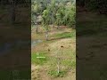 central india maharashtra forest aerial aerialfootage