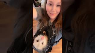 Can’t Do My Makeup Without Credence Attached To Me #shortvideo #opossum #clingypet