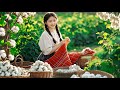 Harvesting Cotton Fibers: Making Warm Blanket As Gift For My Grandmother | Lam Anh Countryside