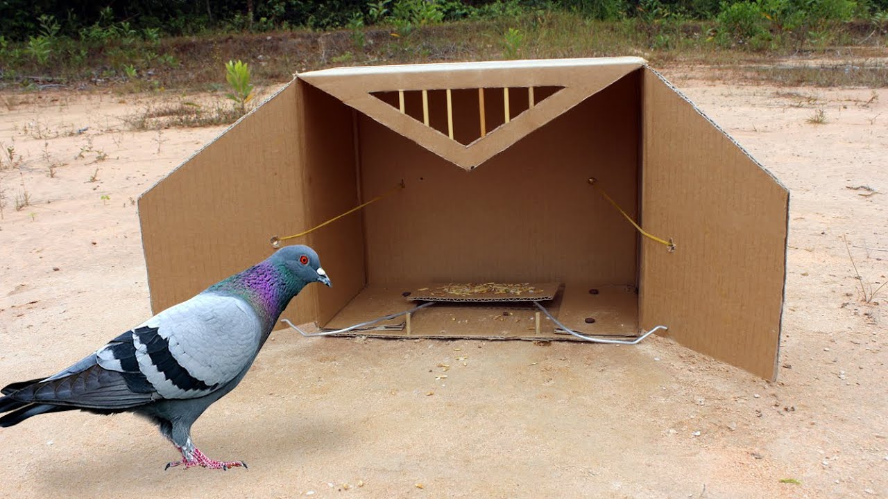 Easy Diy Bird Trap Creative Pigeon Trap Using Cardboard Box Youtube