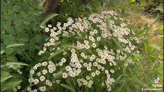 Dancing Daisies