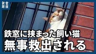 【台湾東部沖地震】鉄窓に挟まった飼い猫を地元消防当局の救助隊員が救出