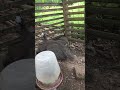 Guinea fowl farming