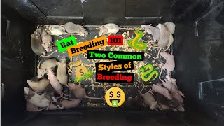 Rat Breeding 101 - Two Common Styles of breeding